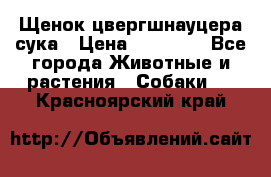 Щенок цвергшнауцера сука › Цена ­ 25 000 - Все города Животные и растения » Собаки   . Красноярский край